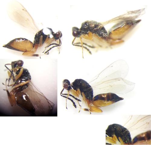 Eulophinae